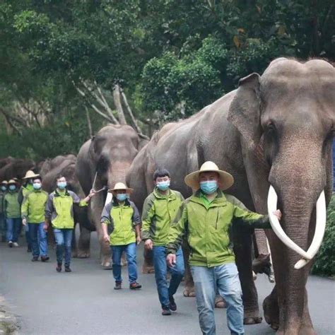 象象 第一上海